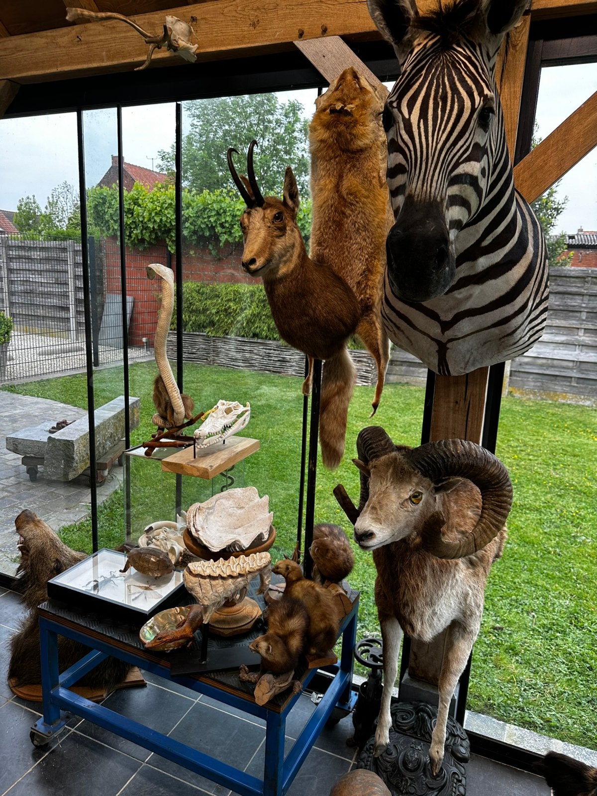 Top curiosa opgezette dieren te koop, Enlèvement