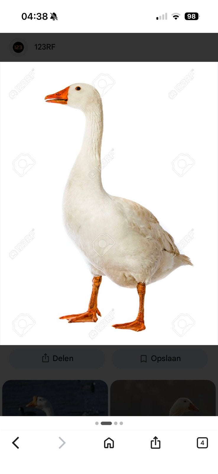 Gratis 3 witte ganzen + gratis vijver, Gans of Zwaan
