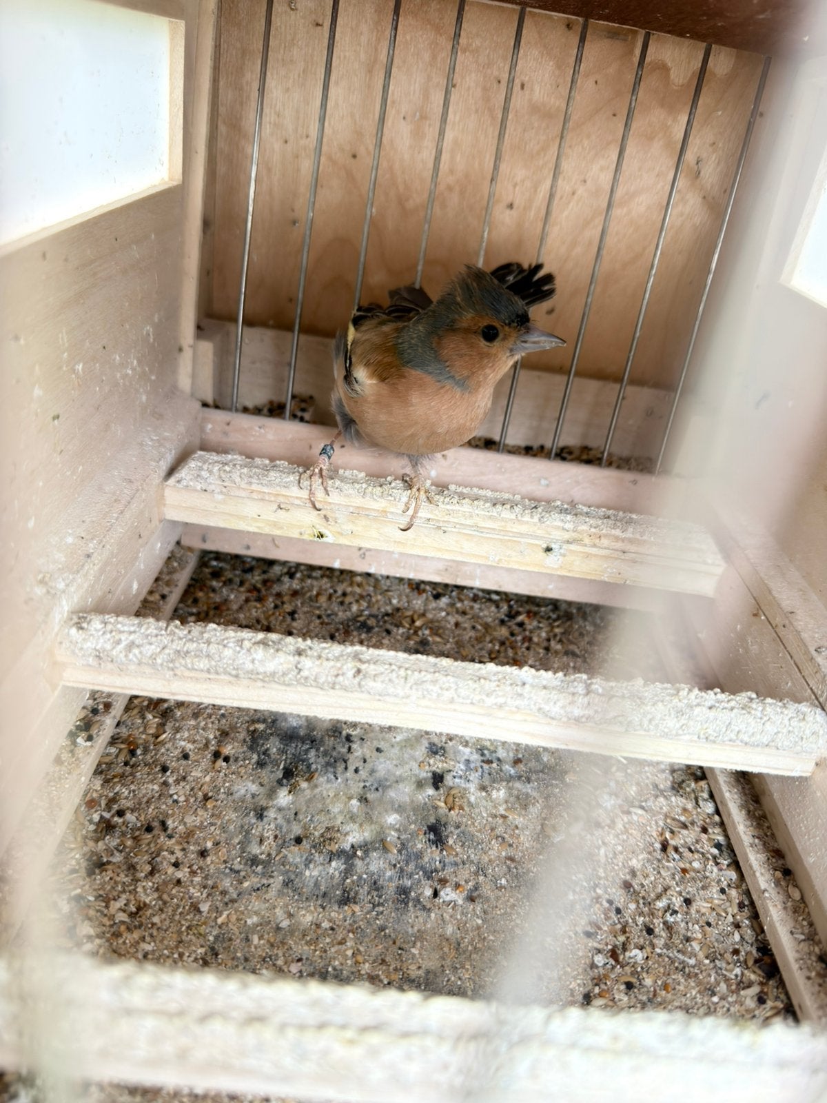 Agaat botvink leervogel, Animaux & Accessoires, Oiseaux | Oiseaux Autre