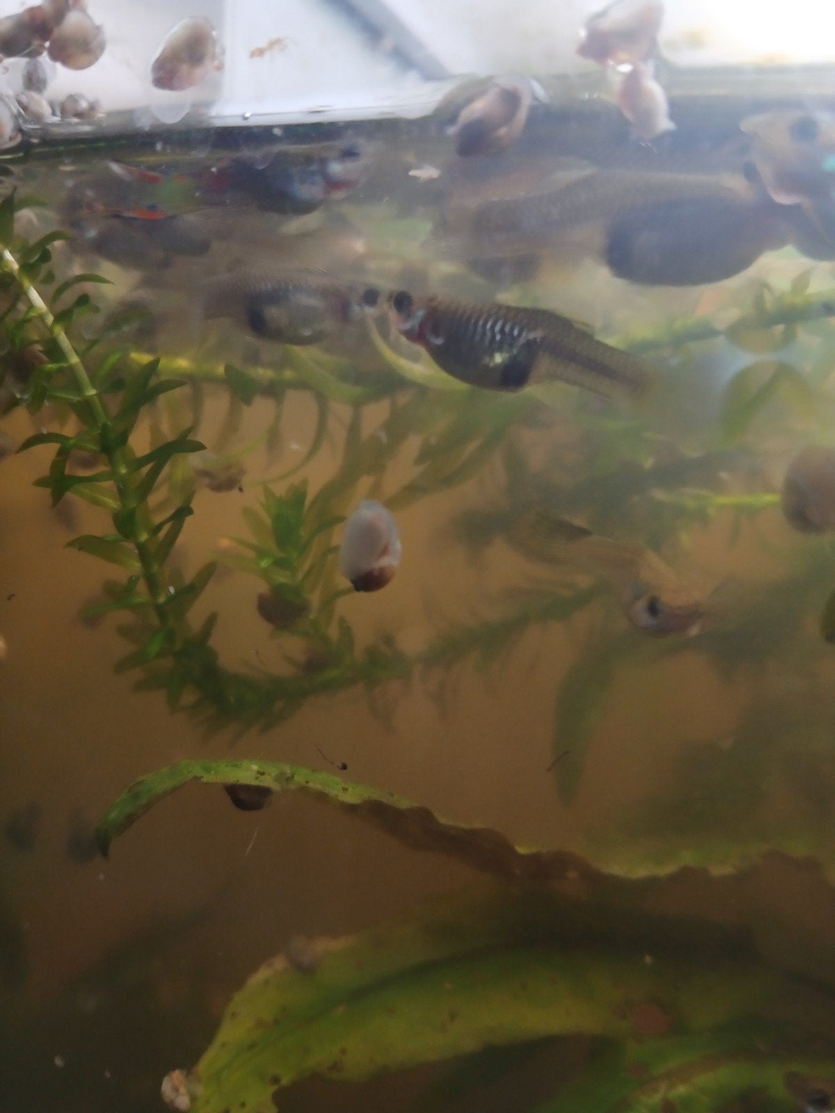 guppy's te koop 1€ stuk
