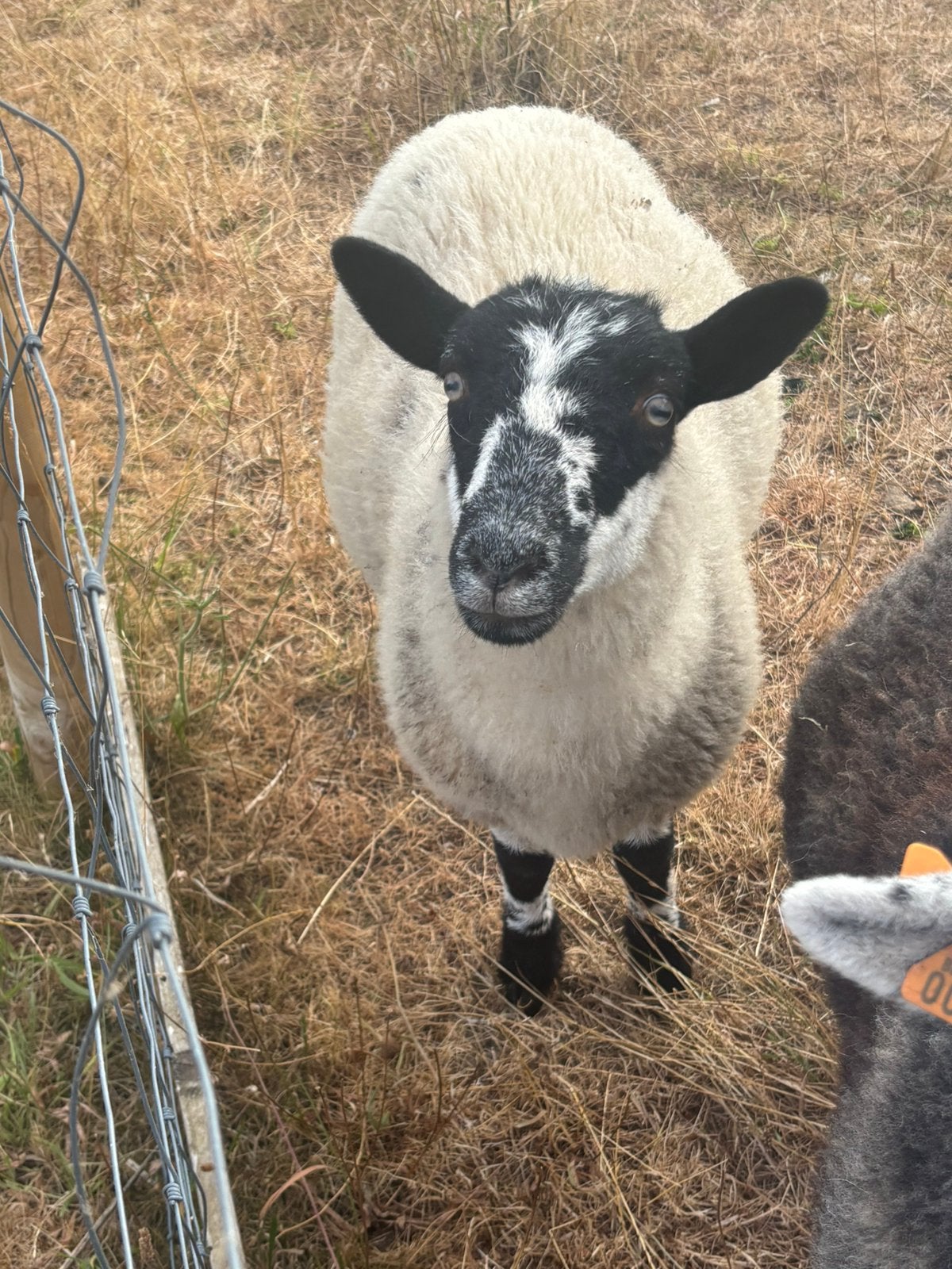 Kruising herdwick x Kerry Hil april 2026 ram en ooi