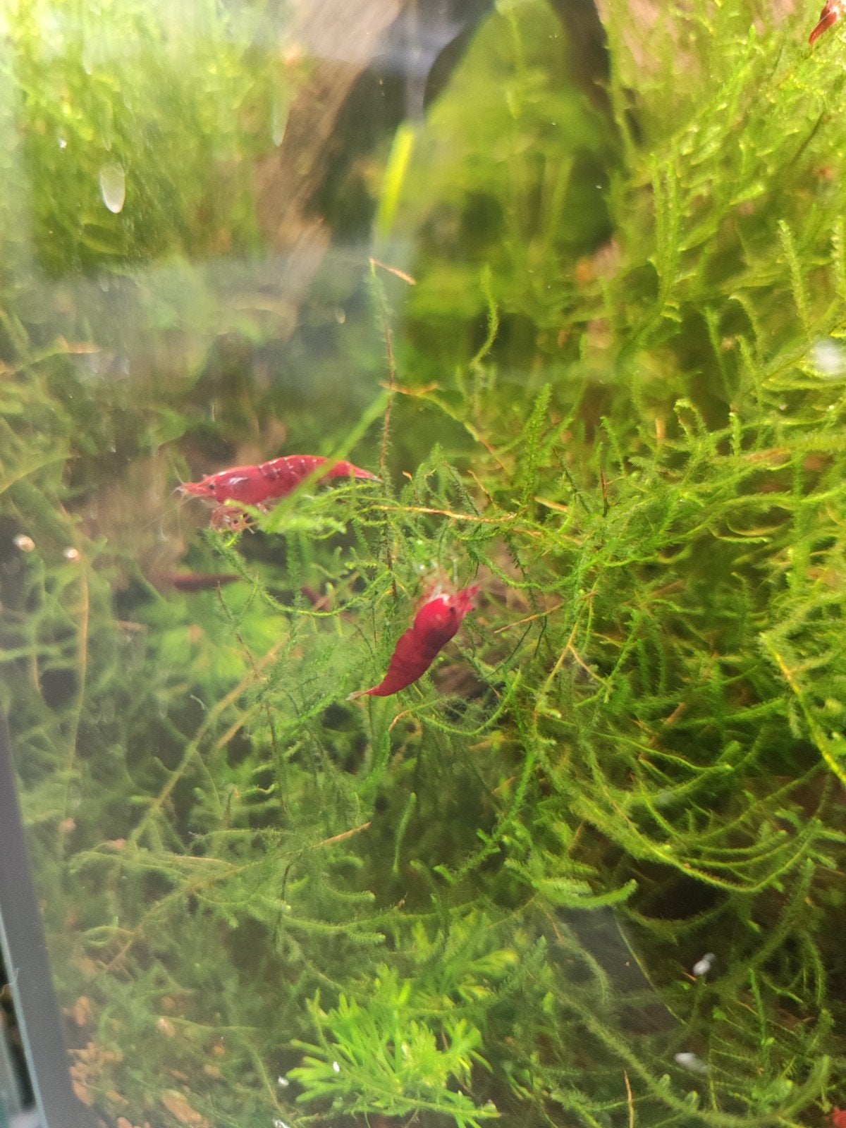 Bloody Mary garnaal, Dieren en Toebehoren