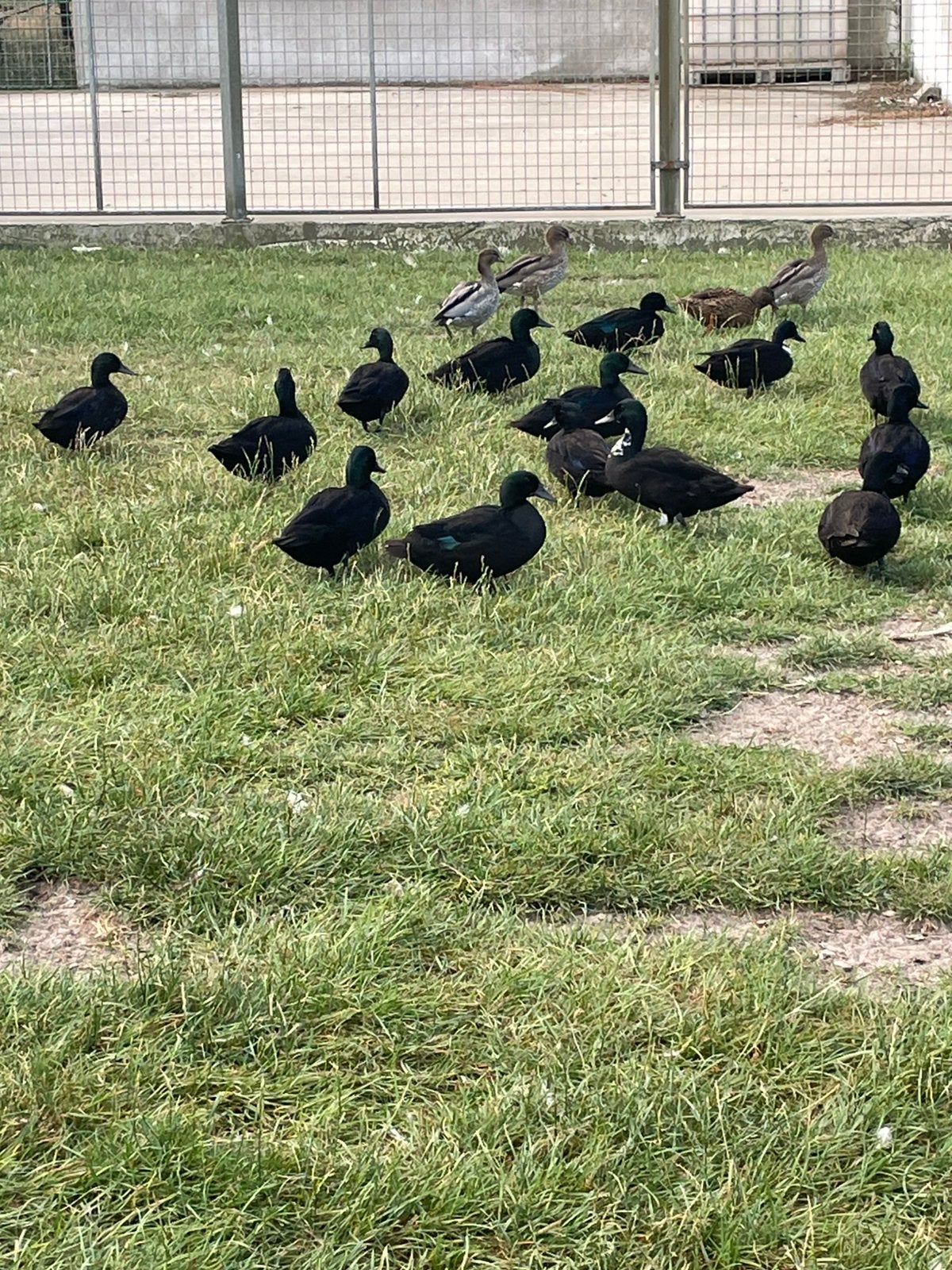 Smargdeend, Dieren en Toebehoren, Meerdere dieren, Eend