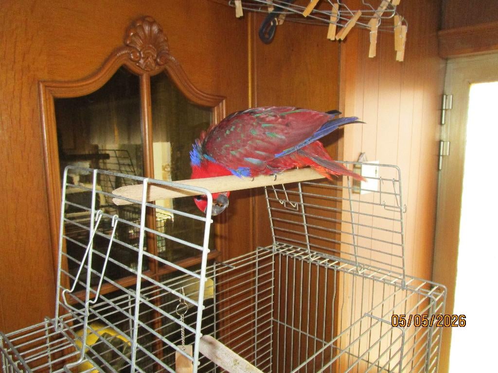 edel papegaai, Dieren en Toebehoren, Papegaai