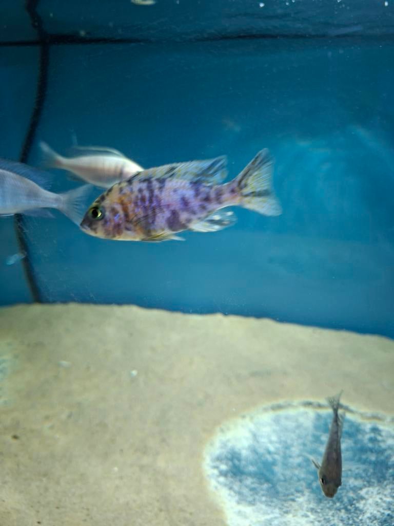 Cichlides malawi aulonocara multi colors, Dieren en Toebehoren