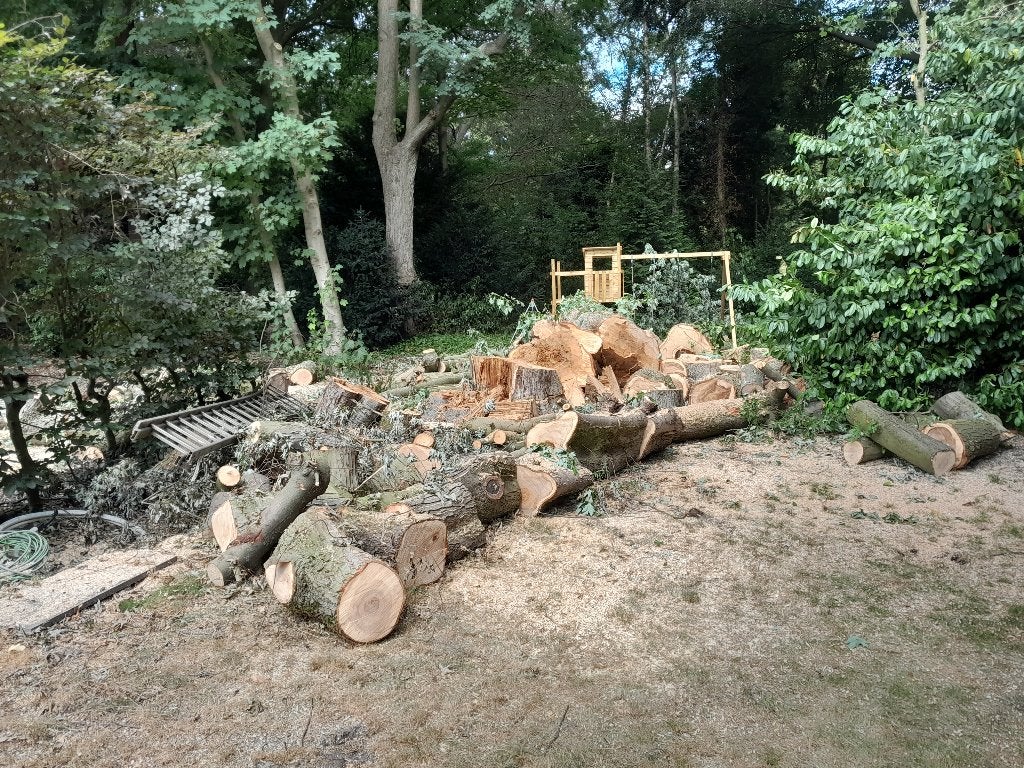 brandhout esdoorn 10m3, Tuin en Terras, Brandhout, 6 m³ of meer, Ophalen, Overige houtsoorten, Blokken