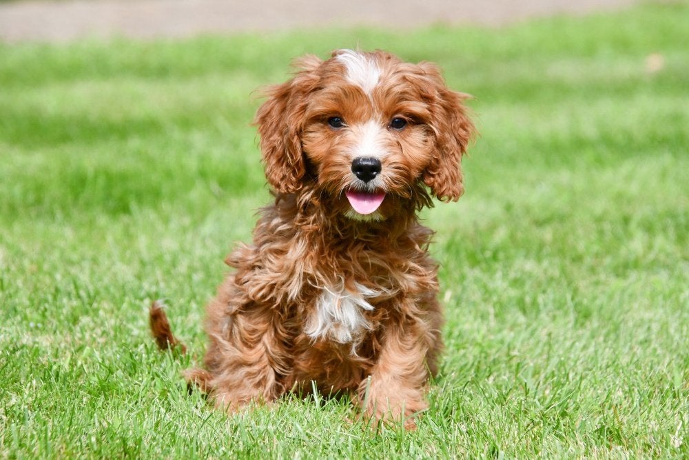 Chiots Cavapoo à vendre, 15 semaines à 1 an, Petit, Plusieurs animaux, Éleveur | Professionnel