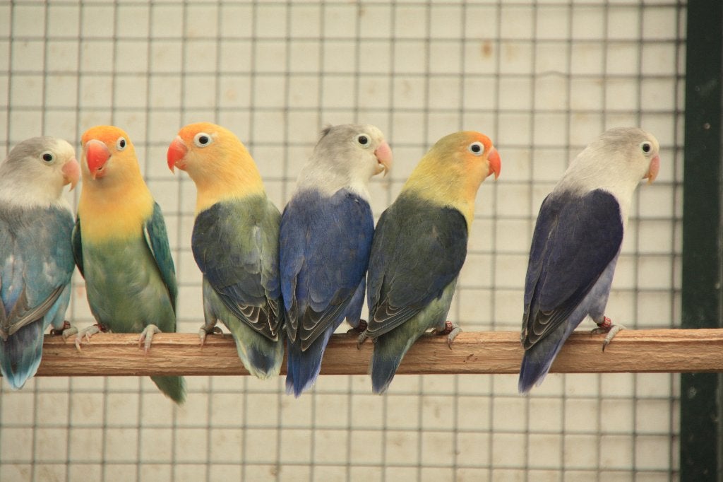 Fischeries, 20 stuks, div kleuren, Dieren en Toebehoren, Geslacht onbekend, Dwergpapegaai of Agapornis, Geringd
