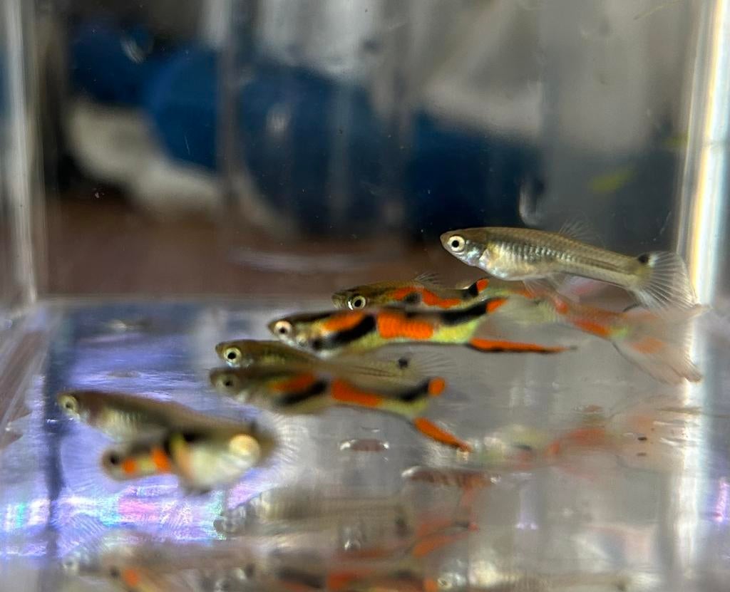 Endler guppy’s, Dieren en Toebehoren, Vis, Zoetwatervis, Schoolvis