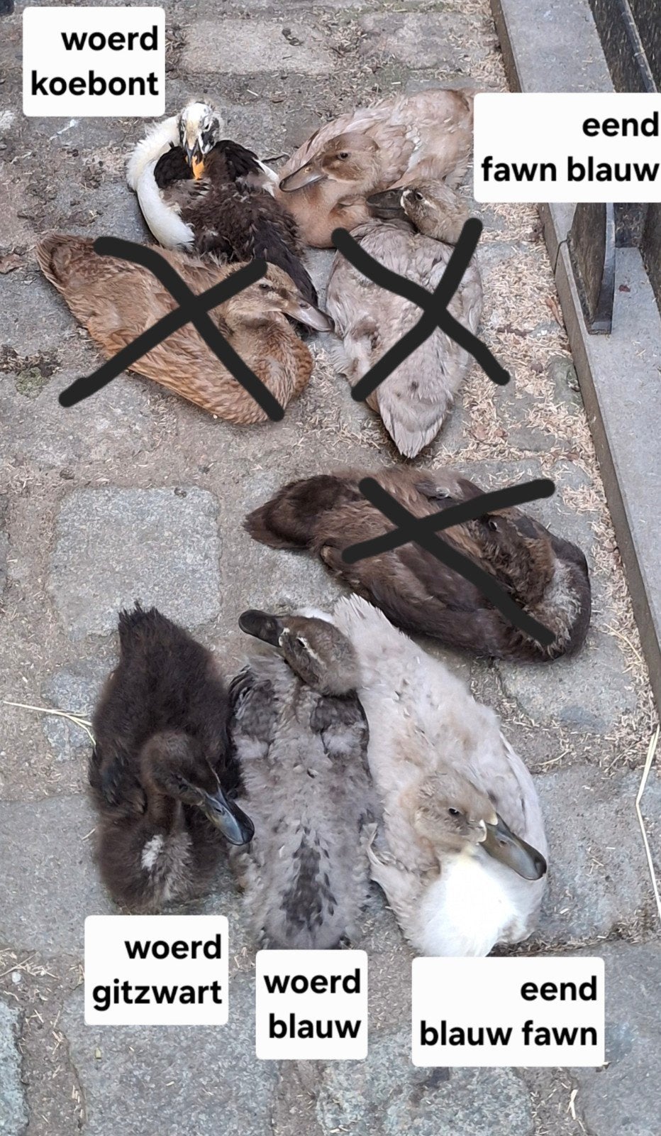 Gesekste loopeend kuikens 5 weken oud, Dieren en Toebehoren, Pluimvee, Eend, Meerdere dieren