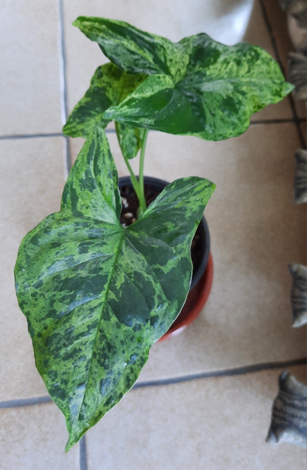 Syngonium mottled mojito stekje, Ophalen, Overige soorten, Halfschaduw, In pot