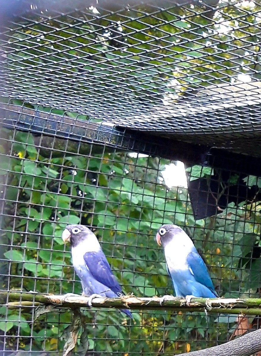 dwergpapegaaitjes, Dieren en Toebehoren