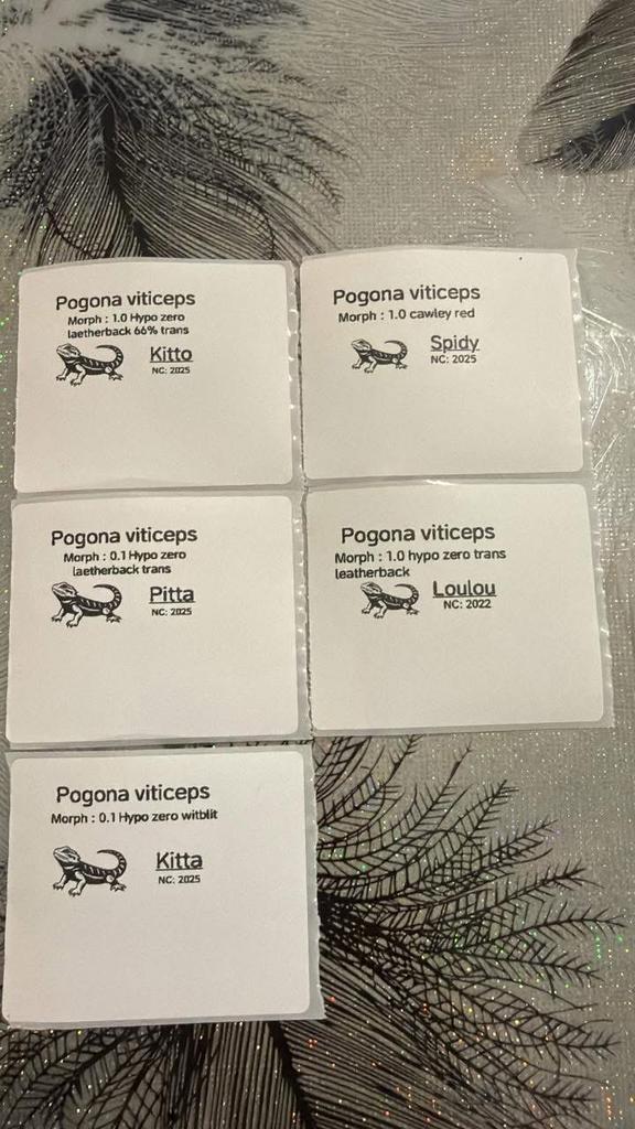 Pogona a vendre, Enlèvement, Comme neuf
