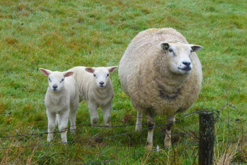 Gratis schapen met lammers, Dieren en Toebehoren, Schapen, Geiten en Varkens