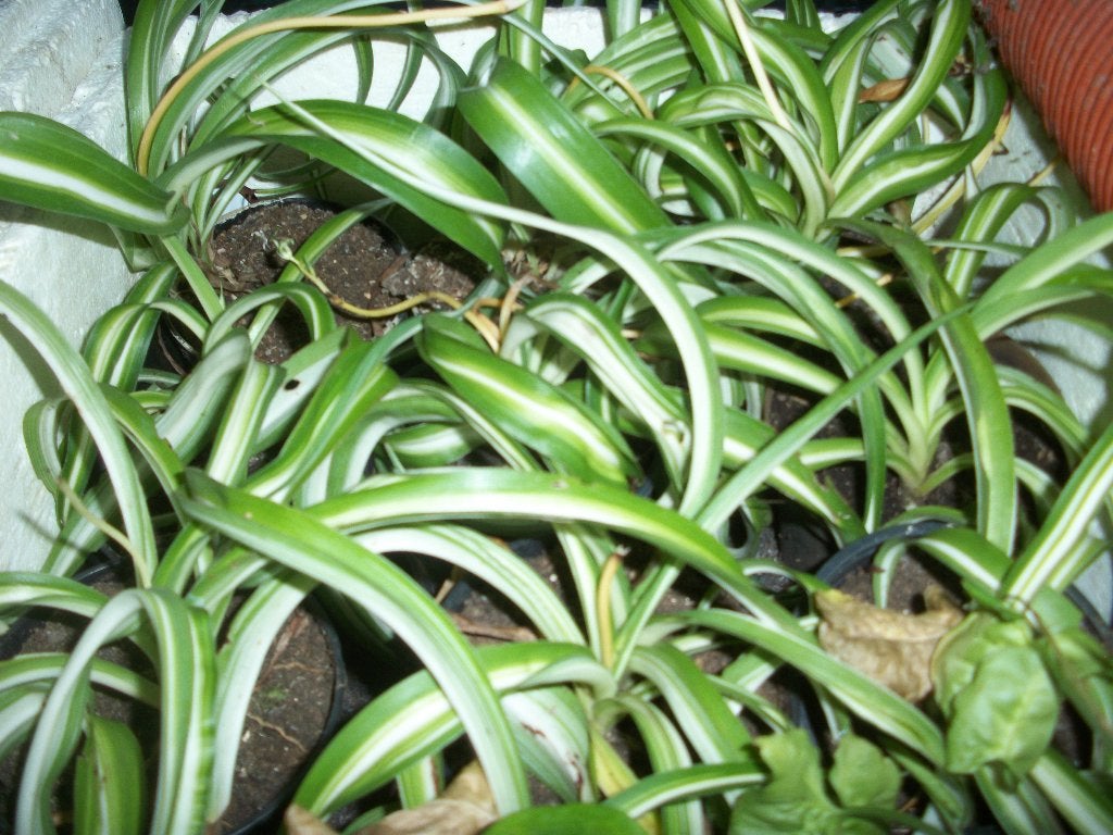 Kamerplanten klein en groot, Huis en Inrichting, Kamerplanten, Ophalen, Overige soorten, Halfschaduw, Minder dan 100 cm