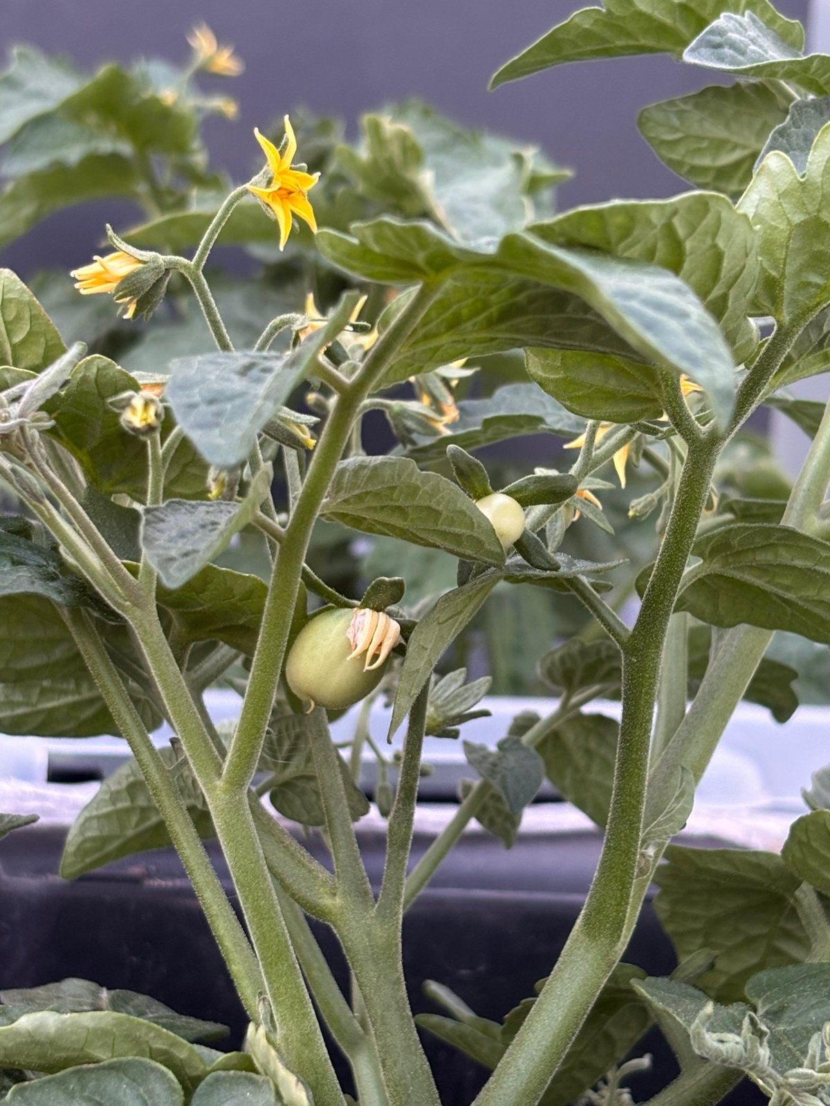 Balkon-tomatenplant te koop!