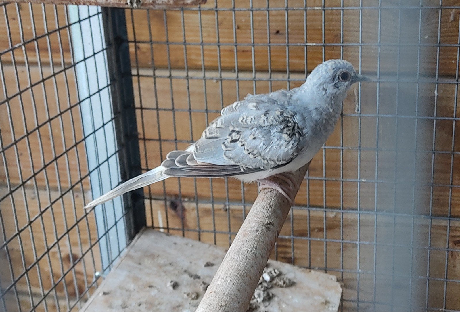 diamantduifjes, Dieren en Toebehoren, Vogels | Duiven, Overige soorten