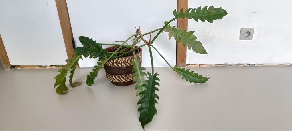 Philodendron plant, Enlèvement