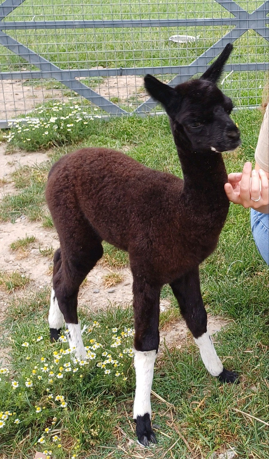 Wie wil Marcel.(cria flesveulen), Dieren en Toebehoren, Juni, Mannelijk