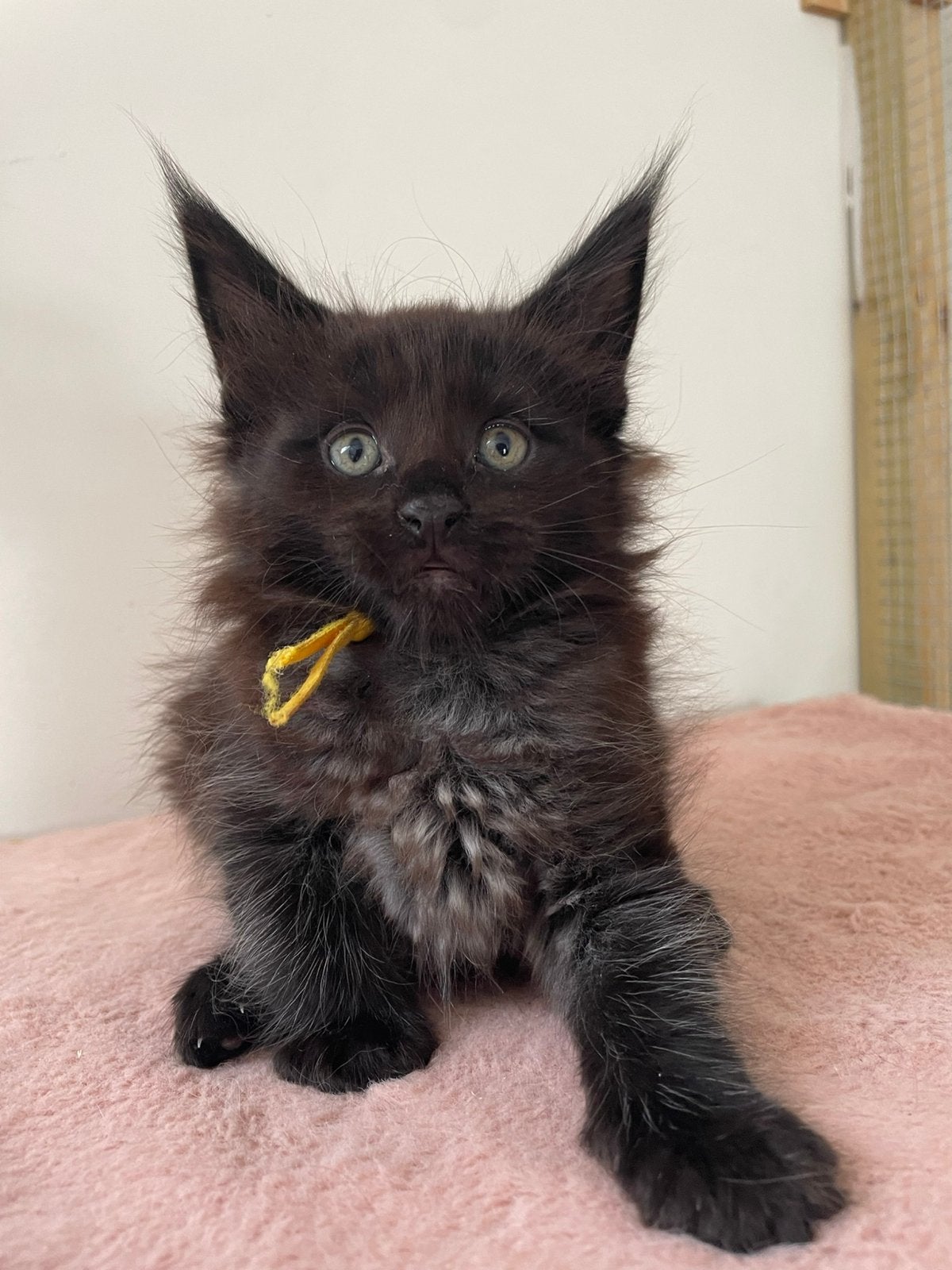 Maine Coon kittens beschikbaar voor reservatie!, Chat, Vermifugé, 0 à 2 ans