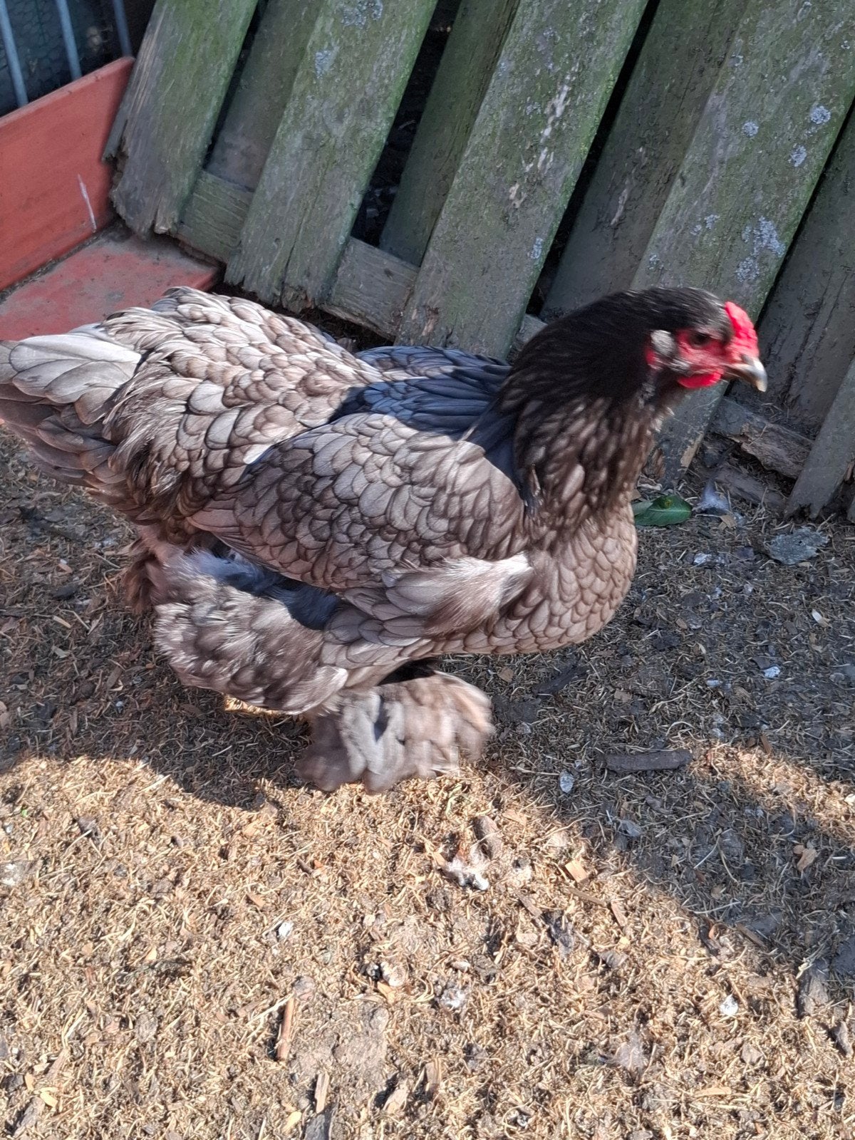 Brahma Blauw en Brahma Zwart, Animaux & Accessoires, Volatiles, Femelle, Poule ou poulet