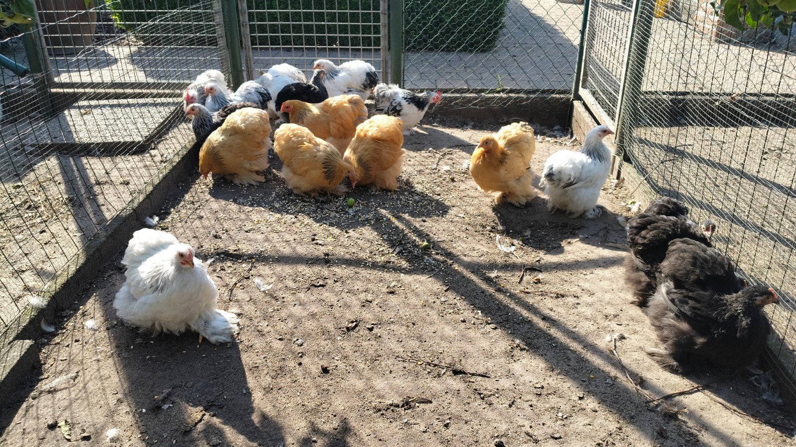 cochin krielen, Dieren en Toebehoren, Pluimvee