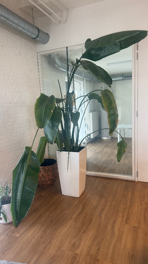 Grote Strelitzia nicolai met hoge witte sierpot, Huis en Inrichting, Ophalen, Overige soorten, In pot