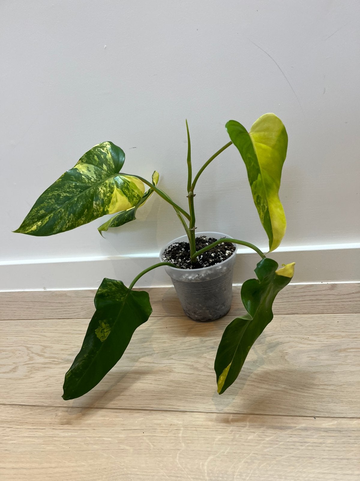 Philodendron Domesticum Variegata, Huis en Inrichting, Kamerplanten, Ophalen of Verzenden