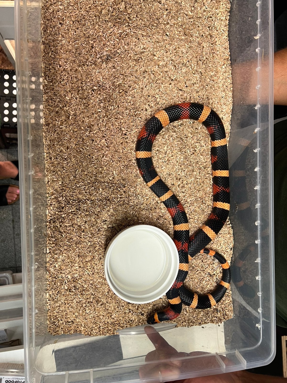 Lampropeltis  campbelli 2.0 cb22, Dieren en Toebehoren, Reptielen en Amfibieën, Slang, 3 tot 6 jaar