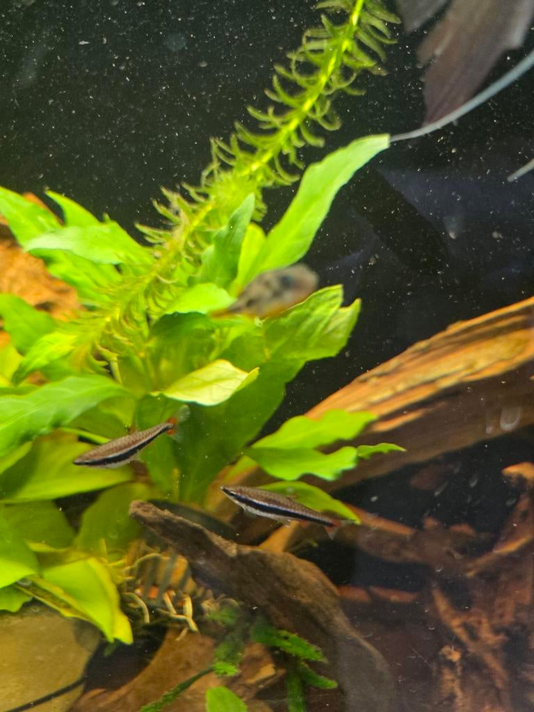 Slakjes gezocht, Dieren en Toebehoren, Vissen | Aquariumvissen