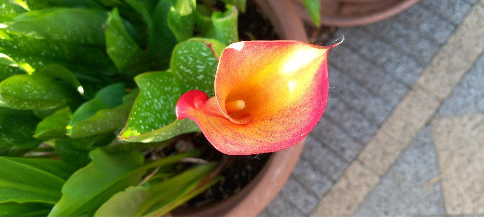 Calla lelies Golden Sun en Brazilia jonge plantjes van 35 cm, Tuin en Terras, Ophalen, Lente, Vaste plant, Volle zon