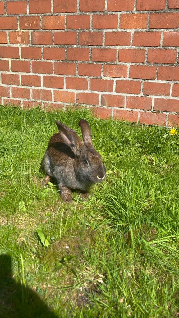 Konijn, Vrouwelijk, Middelgroot, Hangoor, 3 tot 5 jaar