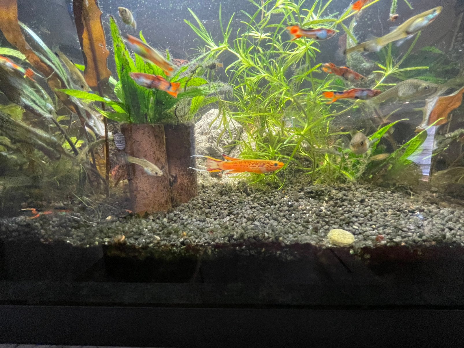 Endler guppy 5 x koppel