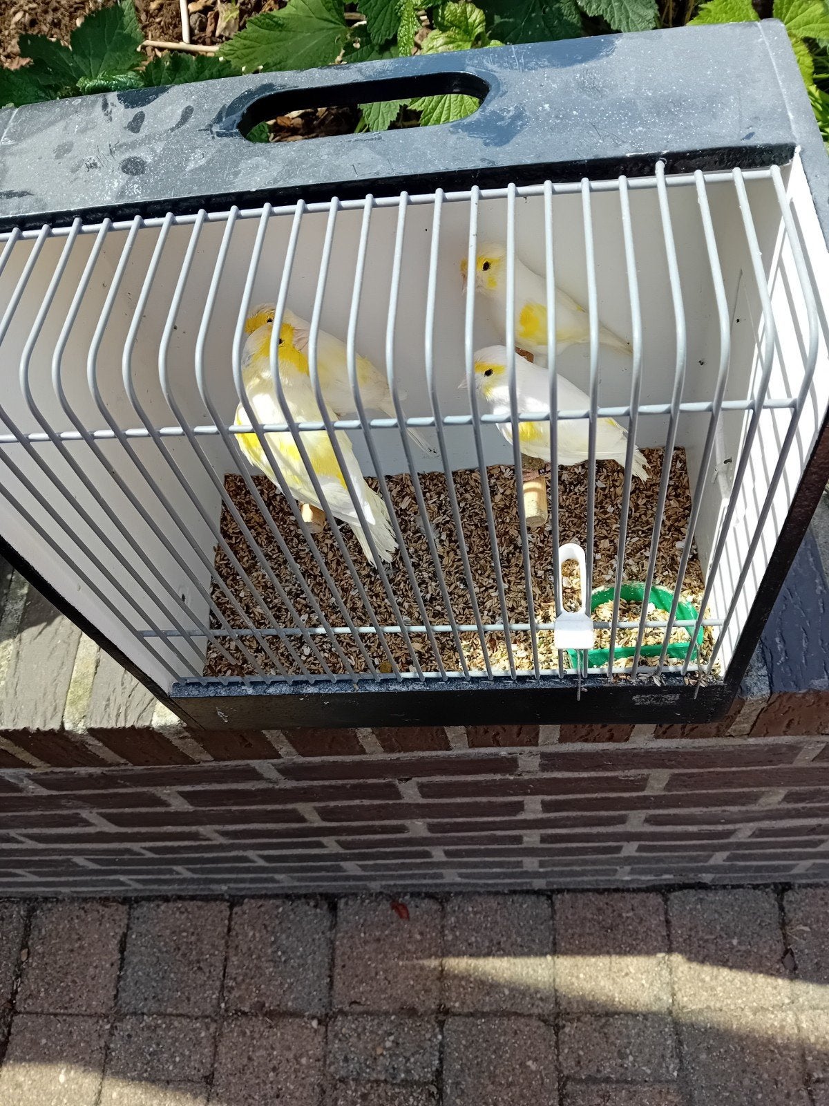 Witte geel mozaiek mannen, Dieren en Toebehoren, Ophalen