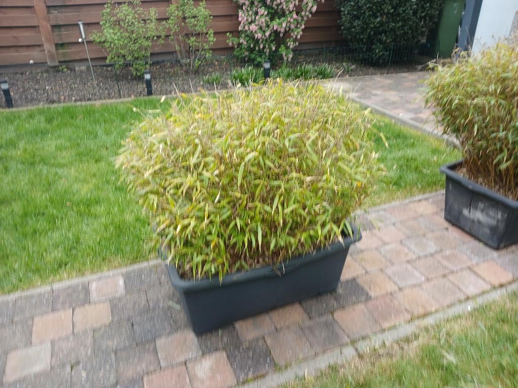 Grote langwerpige pot met bamboe, Ophalen