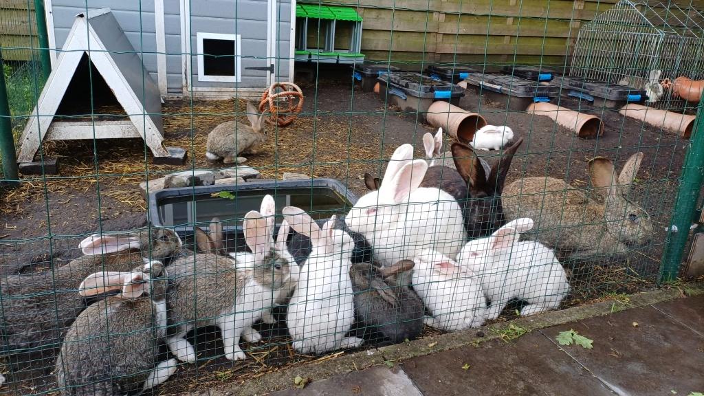 Te koop: Mooi lieve Vlaamse Reuzen, Dieren en Toebehoren, Konijnen, Meerdere dieren, Groot, 0 tot 2 jaar