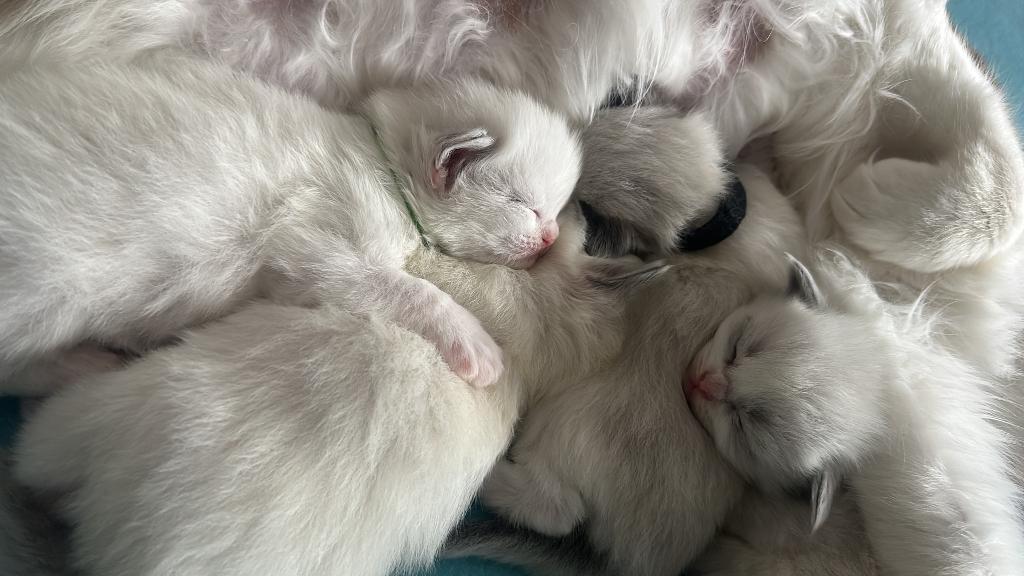 Chatons de race Ragdoll – 2 femelles et 2 mâles, Dieren en Toebehoren, Katten en Kittens | Raskatten | Langhaar, Meerdere dieren