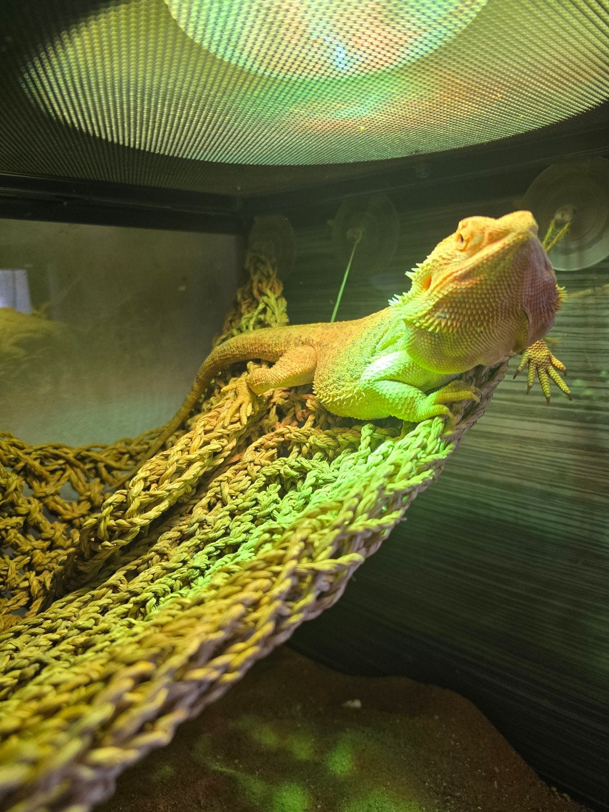 koppel baardagamen, Dieren en Toebehoren, Overige soorten, Met terrarium, 0 tot 2 jaar