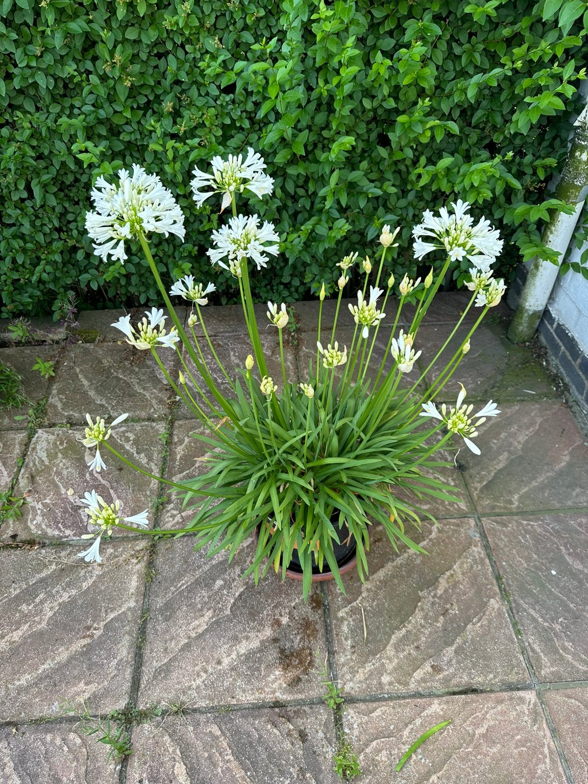 Witte Agapanthus met +30 bloemen in, Tuin en Terras, Planten | Tuinplanten, Ophalen, Zomer, Vaste plant