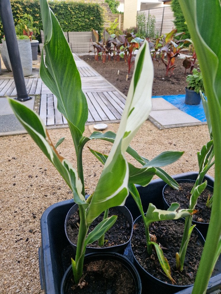 Canna Stuttgart, Jardin & Terrasse, Plantes | Jardin, Autres espèces, Été, Enlèvement, Plante fixe