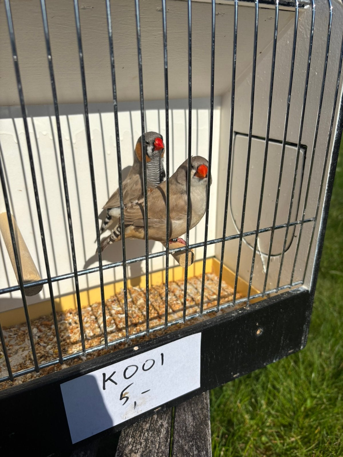 Koppel TT zebravinken, Plusieurs animaux, Oiseau tropical, Bagué