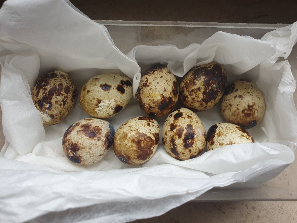 Oeufs de caille fécondés, Plusieurs animaux, Oiseau tropical, Domestique