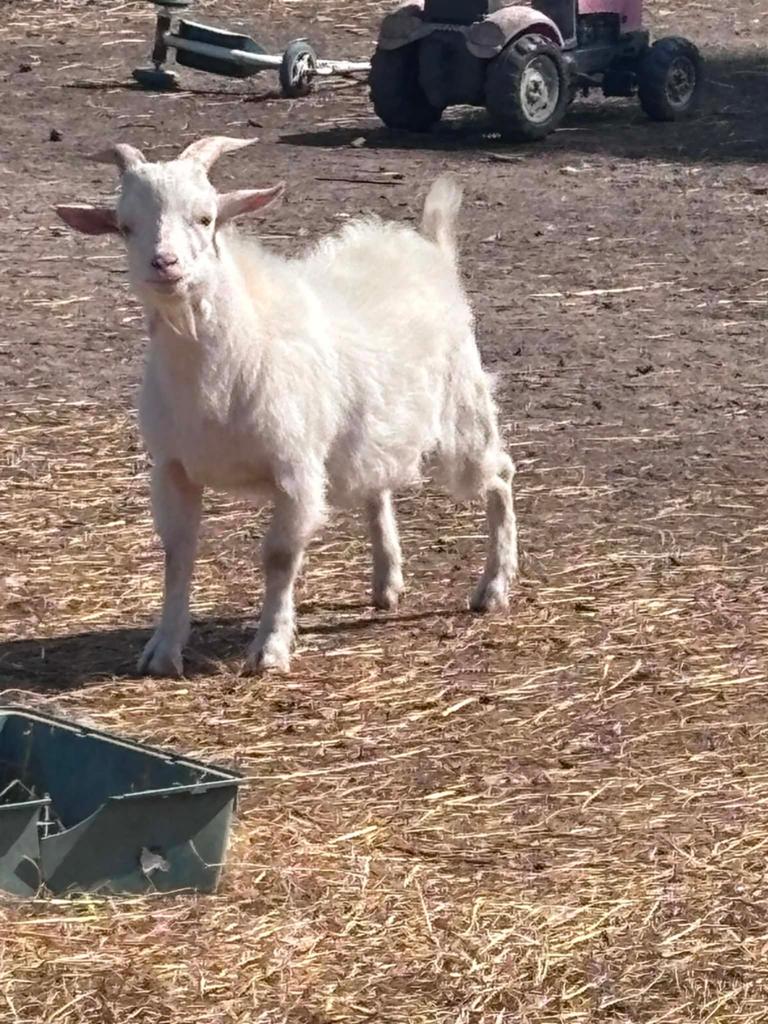 Dwerg geiten bokje, Dieren en Toebehoren, Schapen, Geiten en Varkens, Mannelijk, Geit, 0 tot 2 jaar