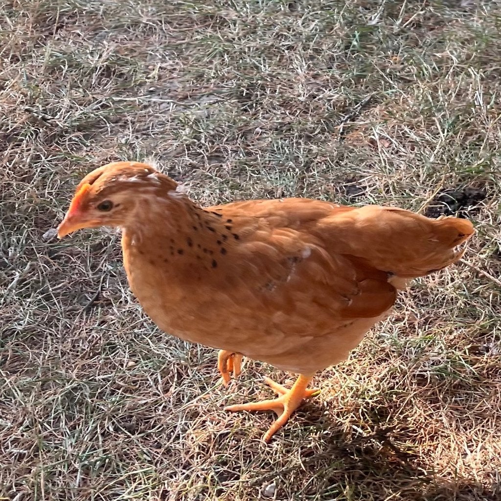 Jeunes coqs, Mâle, Poule ou poulet