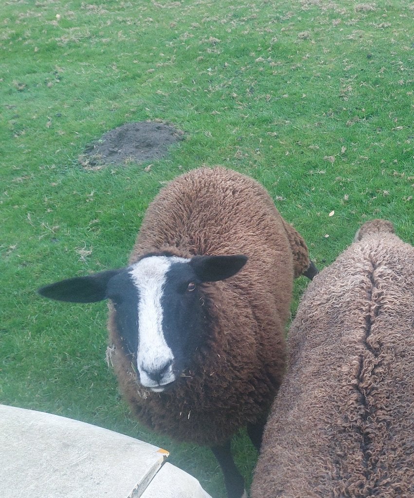 schapen, Dieren en Toebehoren, Meerdere dieren, Schaap, 0 tot 2 jaar