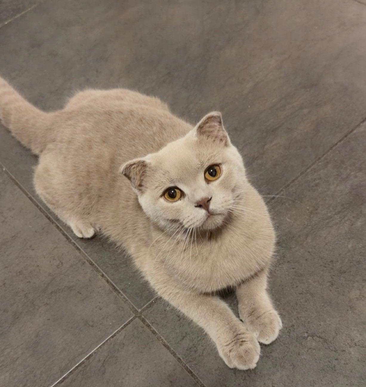 British Shorthair, Chat, Vacciné, 0 à 2 ans