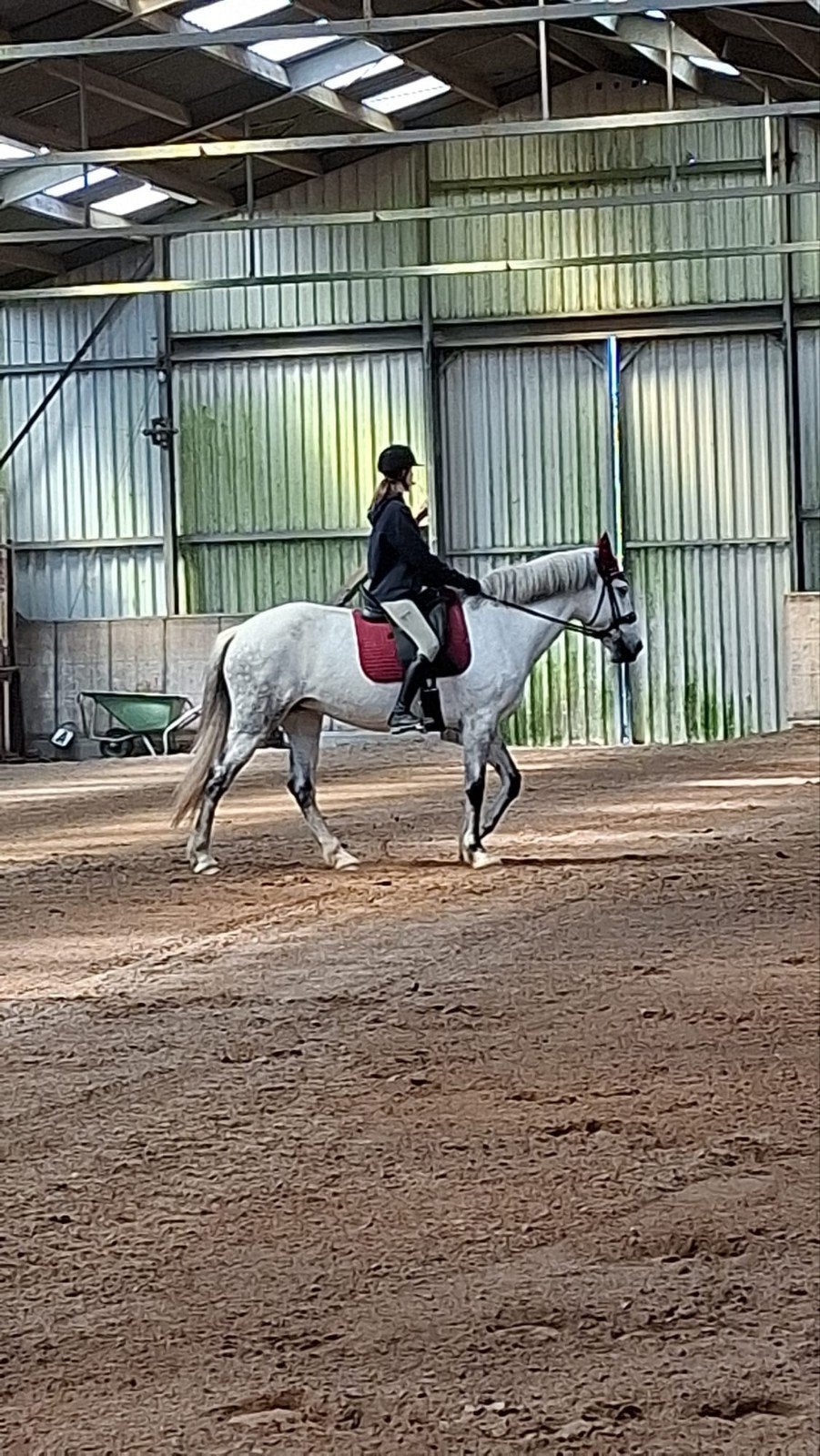 mooie sportieve cruzado van 11 jaar zoekt een nieuwe thuis, Dieren en Toebehoren, Paarden, B, 160 tot 165 cm, 11 jaar of ouder