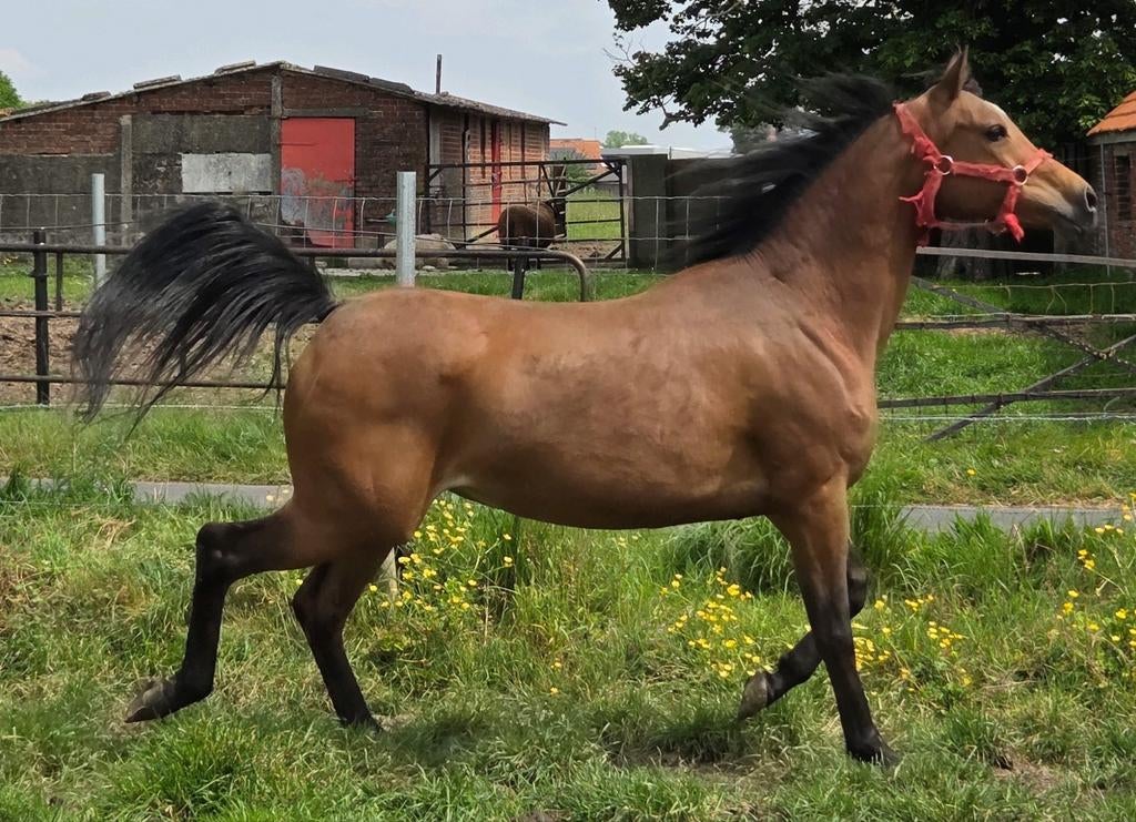 Lieve arabische merrie, als gezelschapsmaatje, wandelpaard, Dieren en Toebehoren, Merrie