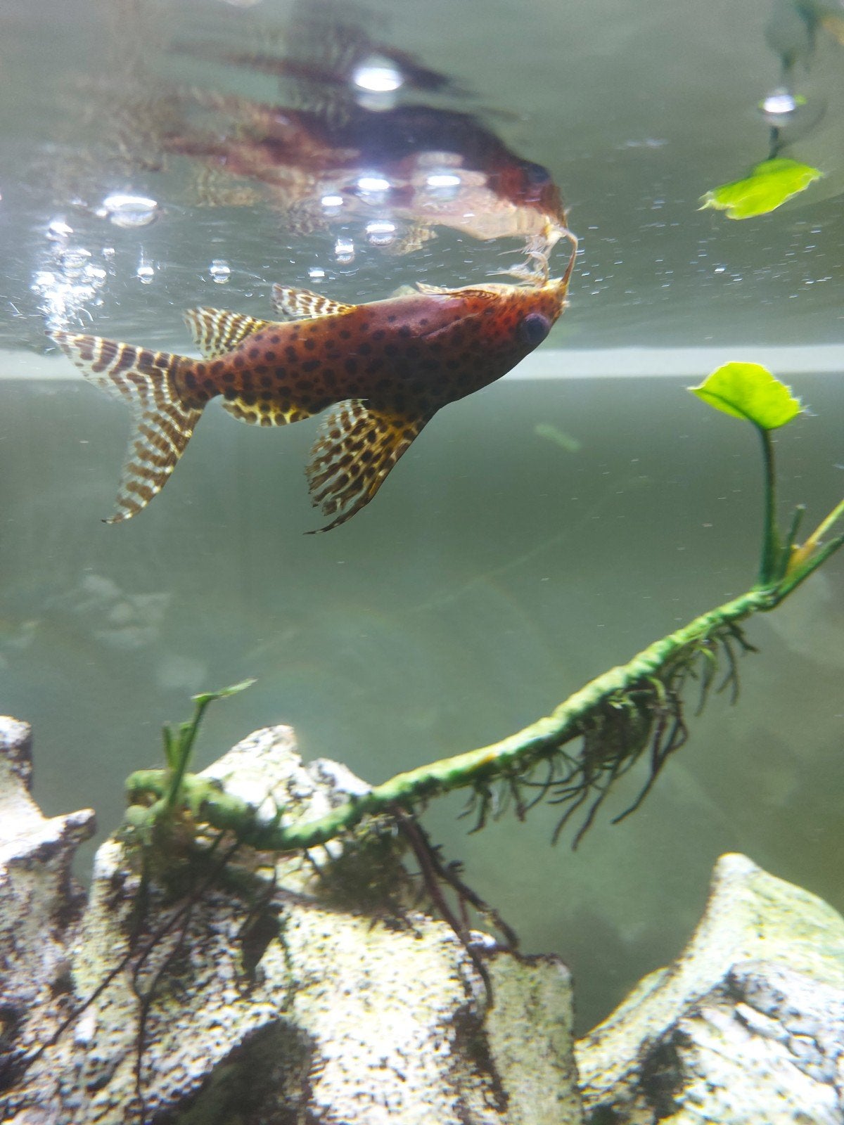 Synodontis Upside Down 10cm, Animaux & Accessoires, Poissons | Poissons d'aquarium, Poisson, Poisson d'eau douce
