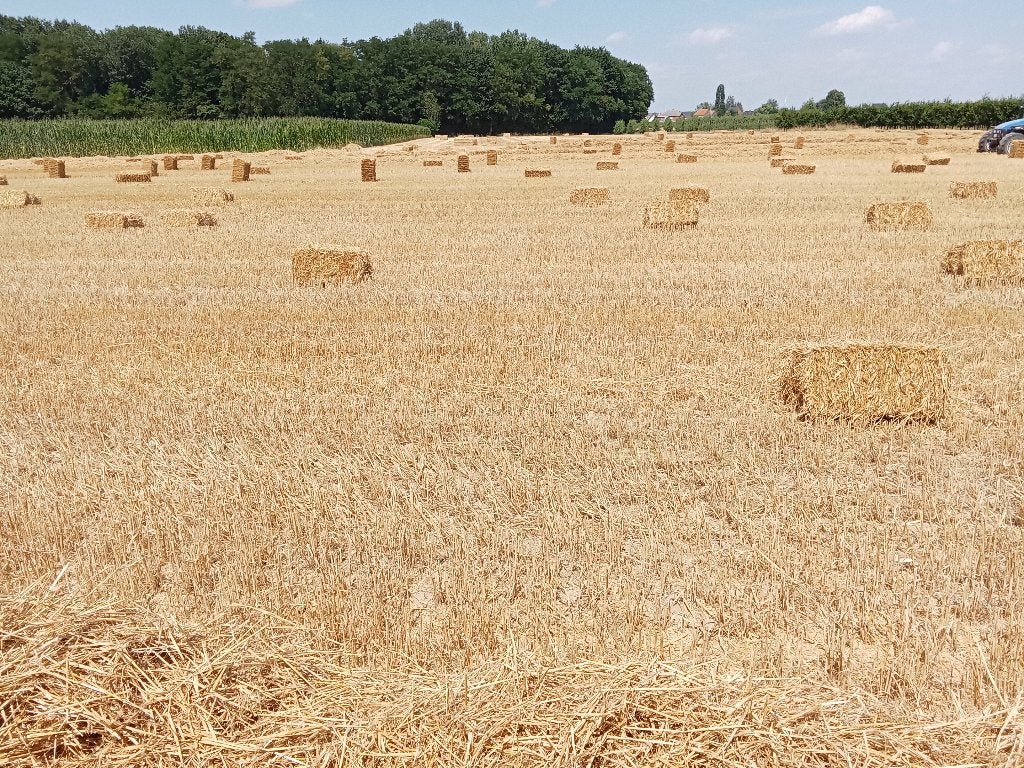 Tarwestro in kleine botten, Dieren en Toebehoren, Stalling